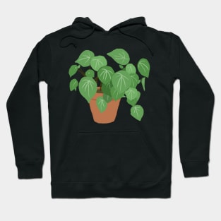 Peperomia Argyreia Watermelon Plant Hoodie